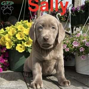 Sally, Silver Labrador Retriever Puppy